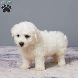 Porter, Bichon Frise Puppy